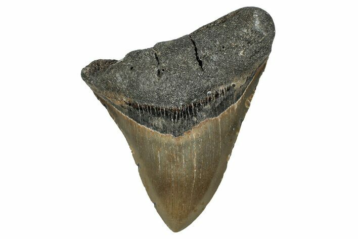 Bargain, Fossil Megalodon Tooth - North Carolina #351153